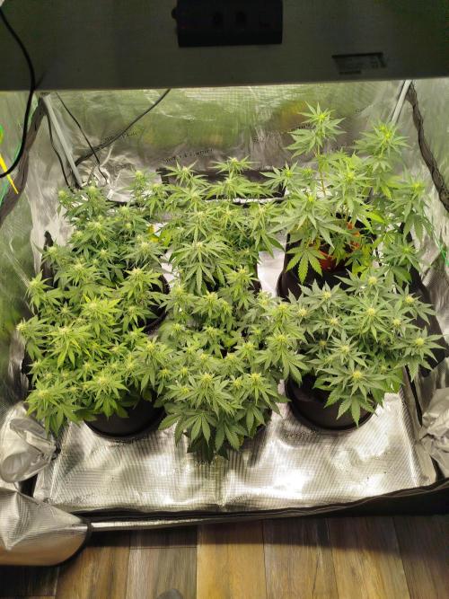 2nd grow Indoor. Week 7