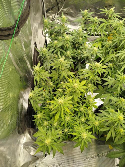 2nd grow Indoor. Week 7