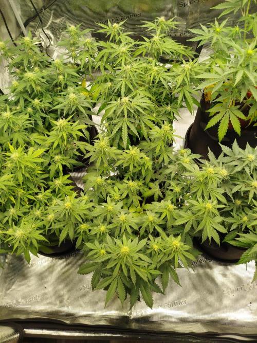 2nd grow Indoor. Week 7