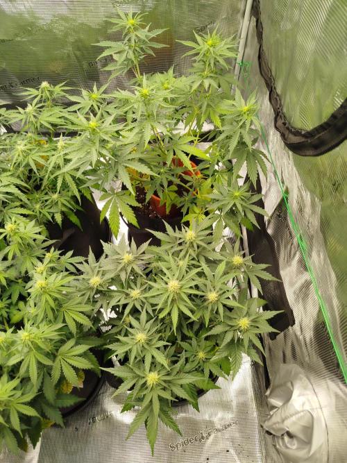 2nd grow Indoor. Week 7
