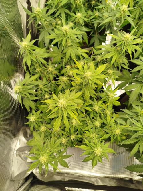 2nd grow Indoor. Week 7