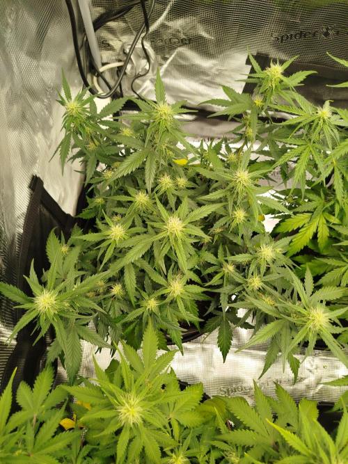 2nd grow Indoor. Week 7