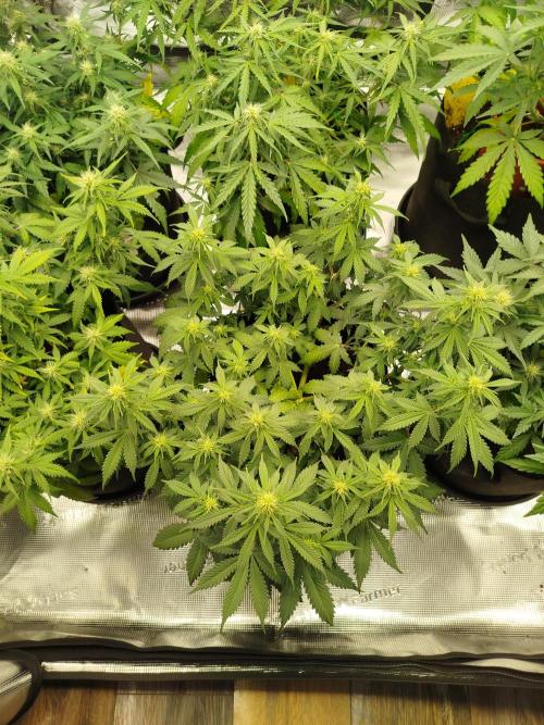 2nd grow Indoor. Week 7