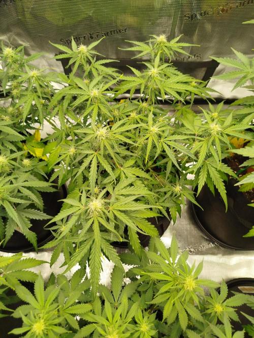 2nd grow Indoor. Week 7