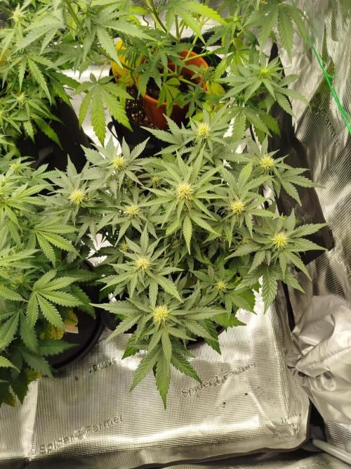 2nd grow Indoor. Week 7