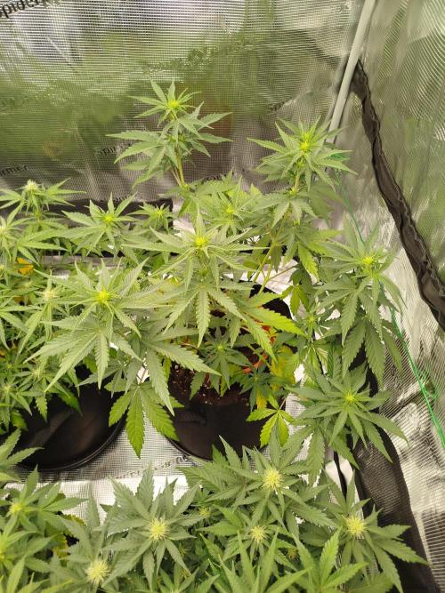 2nd grow Indoor. Week 7