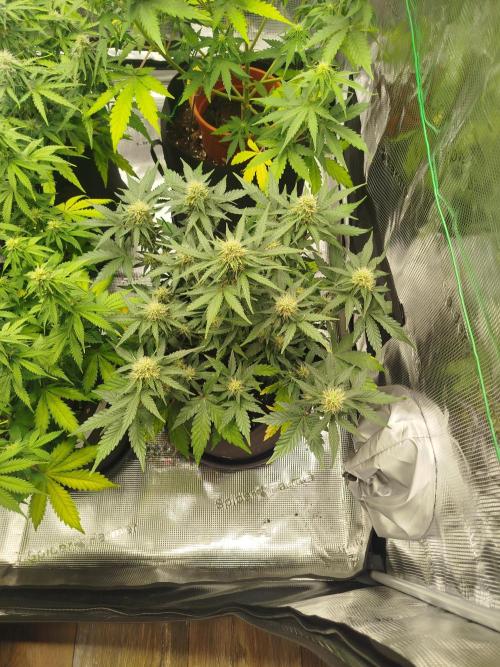 2nd grow Indoor. Week 8