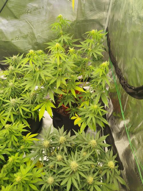 2nd grow Indoor. Week 8