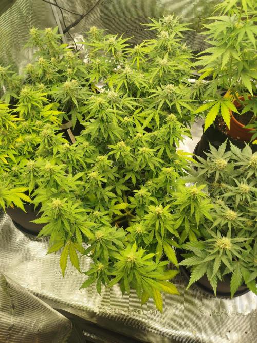 2nd grow Indoor. Week 8