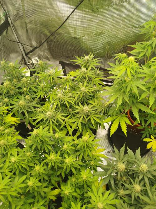 2nd grow Indoor. Week 8