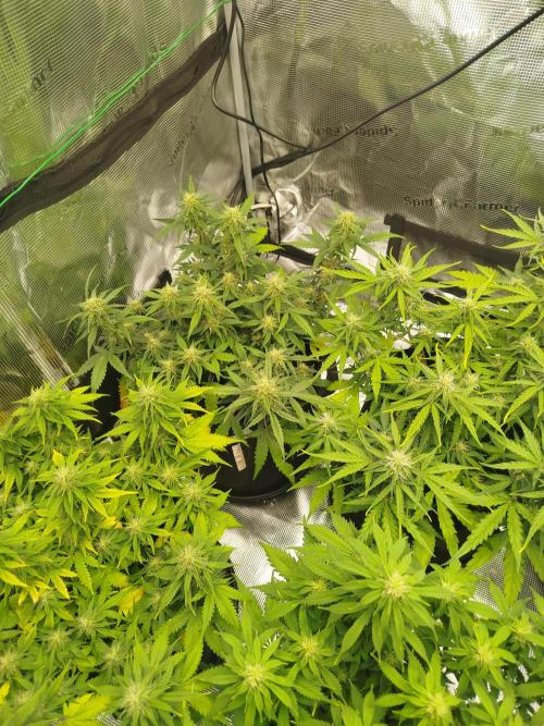 2nd grow Indoor. Week 8