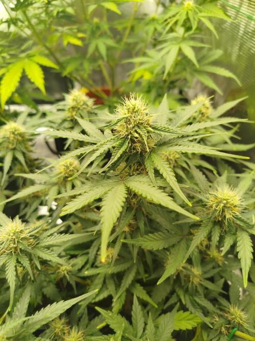 2nd grow Indoor. Week 8