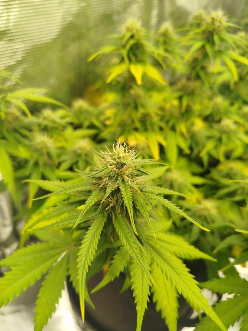 2nd grow Indoor. Week 8