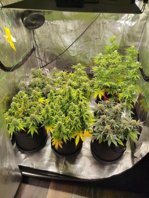 2nd grow Indoor. Week 9