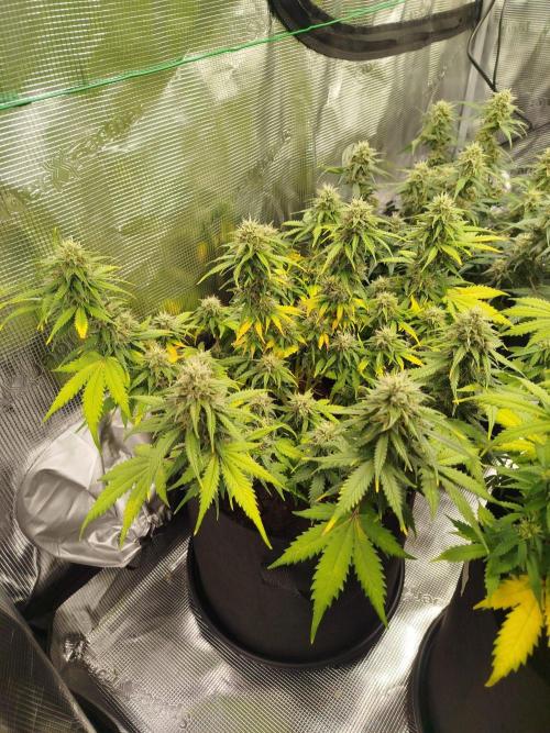 2nd grow Indoor. Week 9
