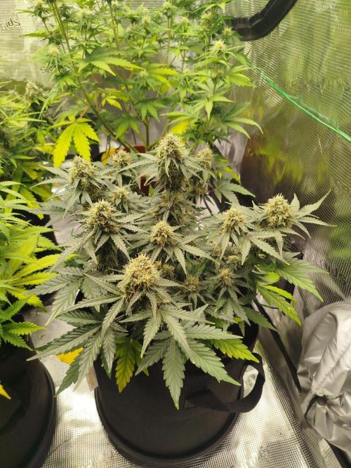 2nd grow Indoor. Week 9