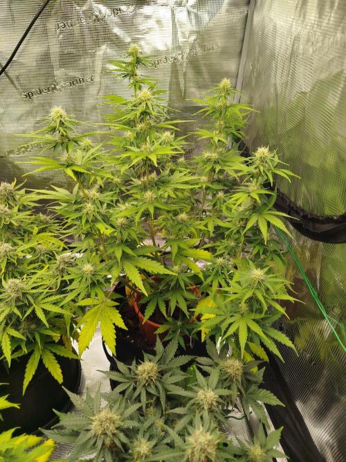 2nd grow Indoor. Week 9