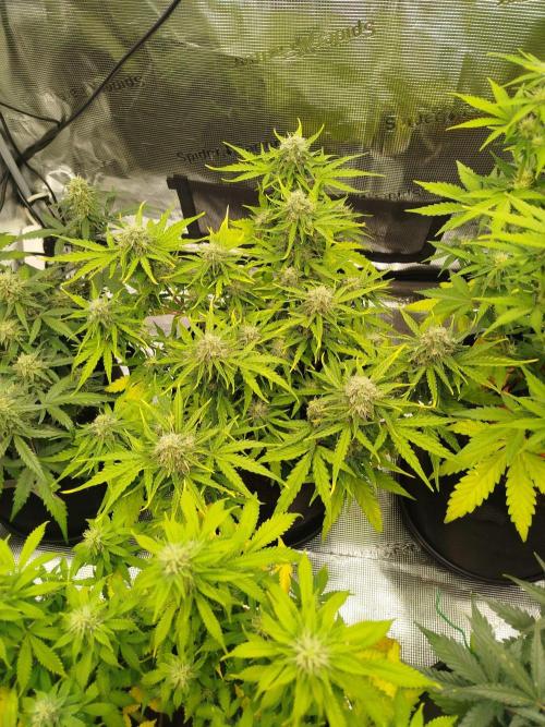 2nd grow Indoor. Week 9