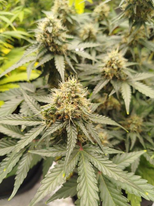 2nd grow Indoor. Week 9