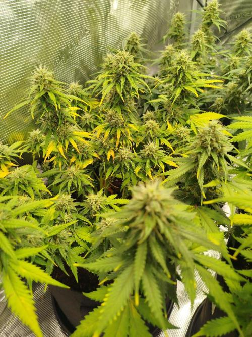 2nd grow Indoor. Week 9