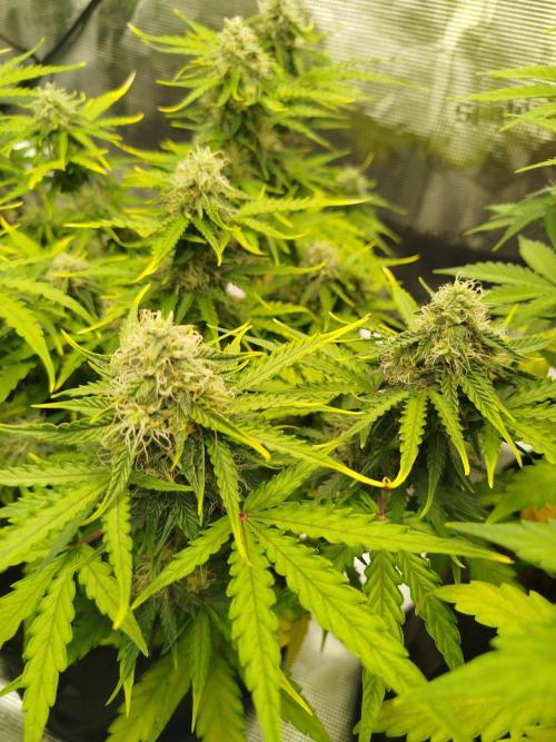 2nd grow Indoor. Week 9