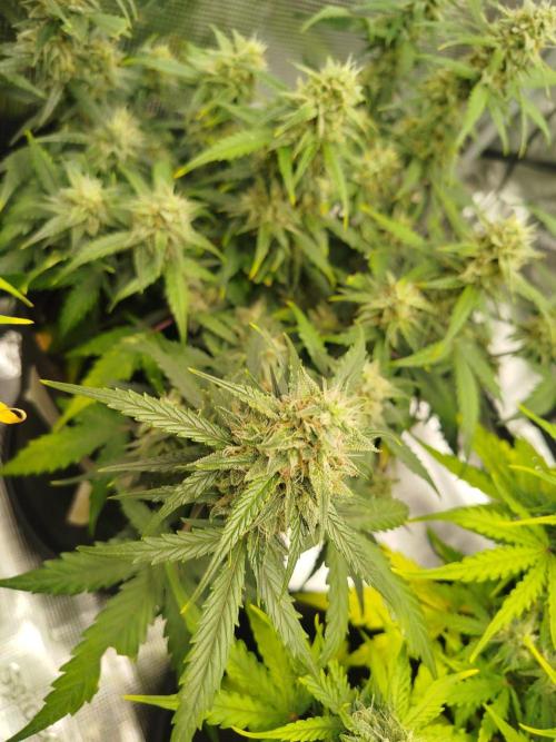 2nd grow Indoor. Week 9