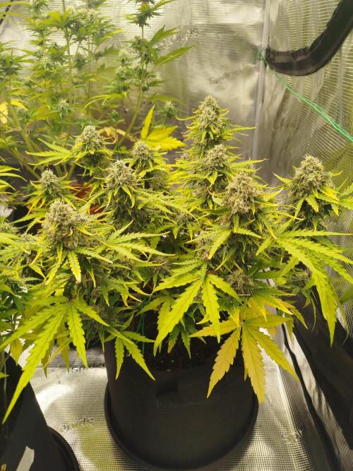 2nd grow Indoor. Week 10