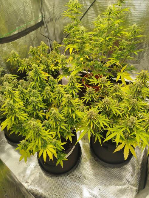 2nd grow Indoor. Week 10
