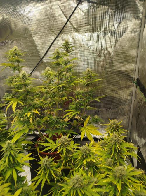 2nd grow Indoor. Week 10