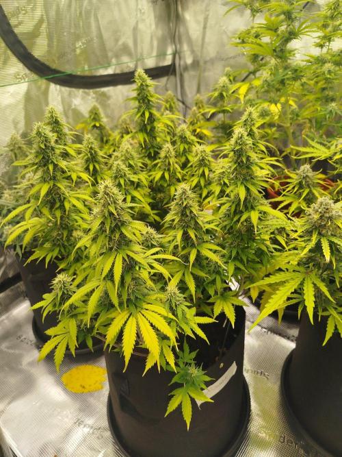 2nd grow Indoor. Week 10