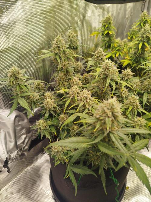 2nd grow Indoor. Week 10