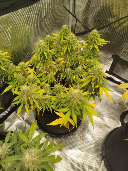 2nd grow Indoor. Week 10