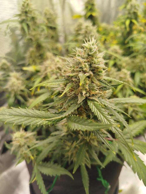 2nd grow Indoor. Week 10