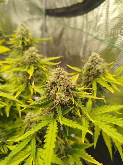 2nd grow Indoor. Week 10