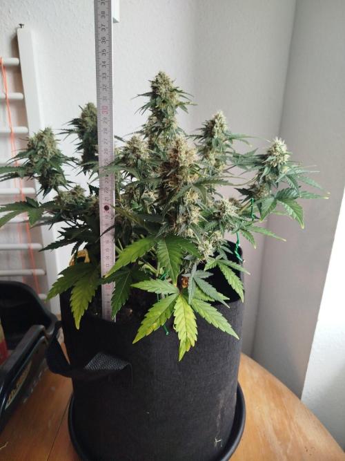 2nd grow Indoor. Week 10