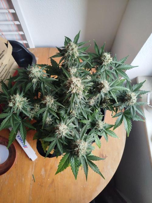 2nd grow Indoor. Week 11