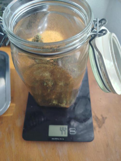 2nd grow Indoor. Week 11