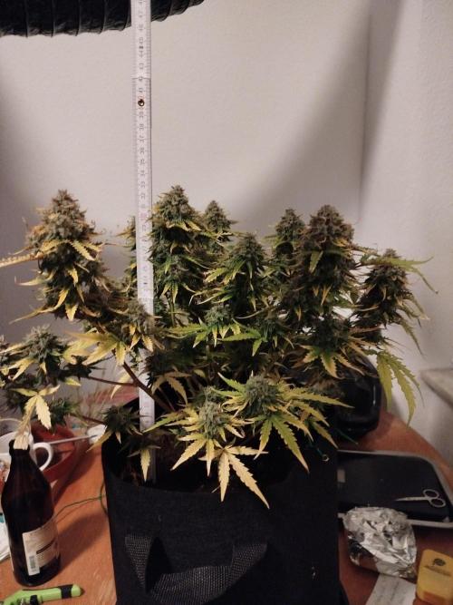 2nd grow Indoor. Week 11