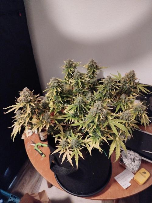 2nd grow Indoor. Week 11