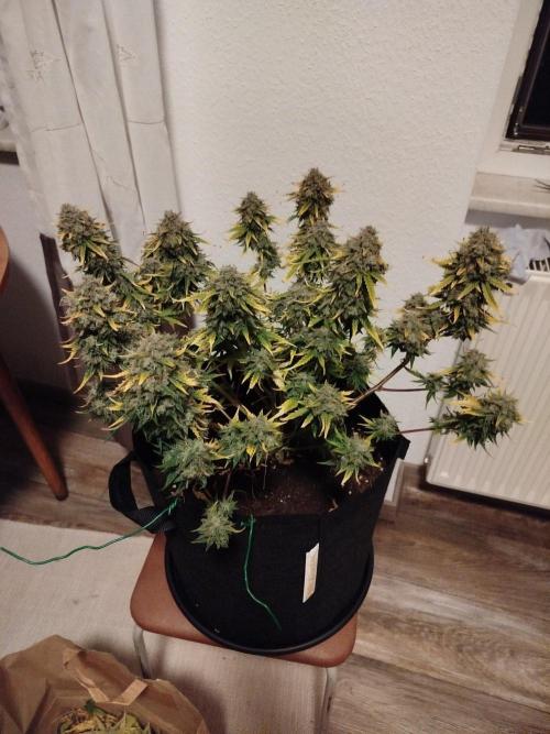 2nd grow Indoor. Week 11