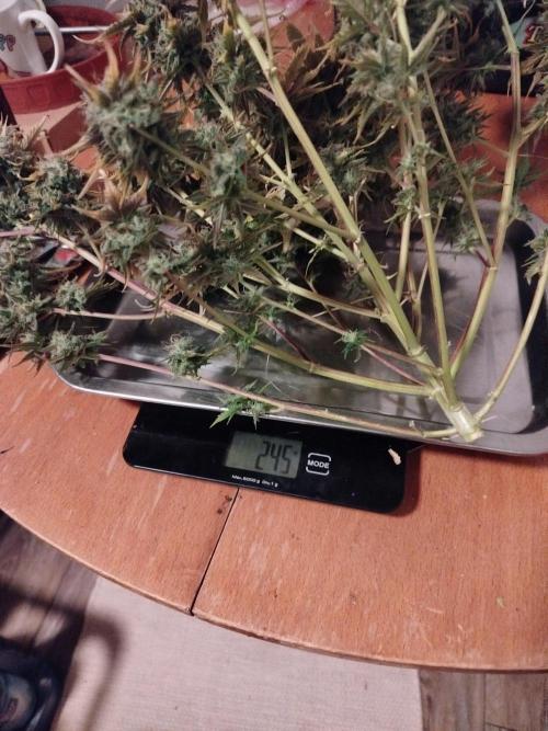 2nd grow Indoor. Week 11