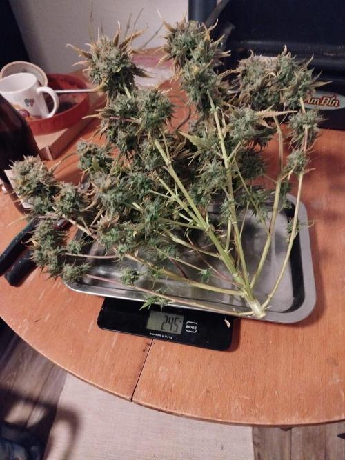 2nd grow Indoor. Week 11