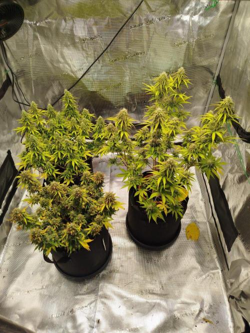 2nd grow Indoor. Week 11