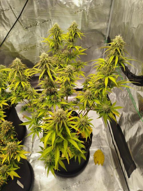 2nd grow Indoor. Week 11