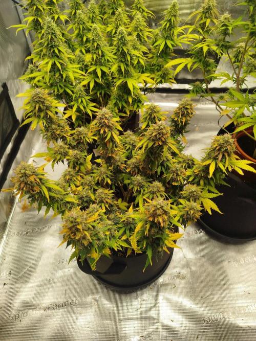 2nd grow Indoor. Week 11