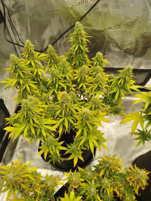 2nd grow Indoor. Week 11