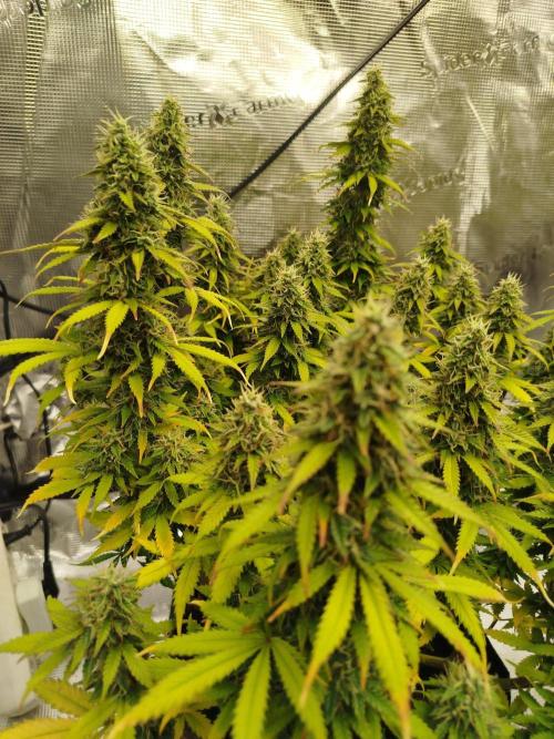 2nd grow Indoor. Week 11