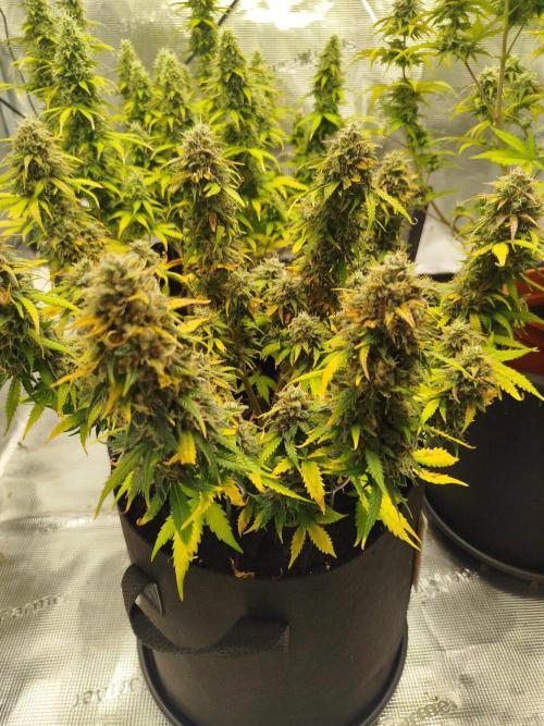 2nd grow Indoor. Week 11