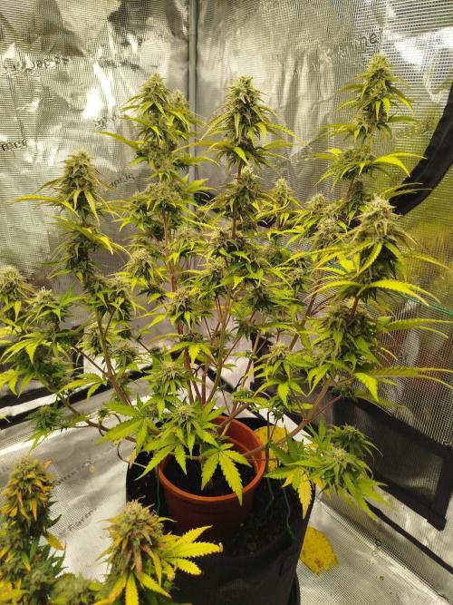 2nd grow Indoor. Week 11