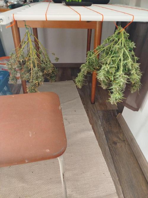 2nd grow Indoor. Week 11